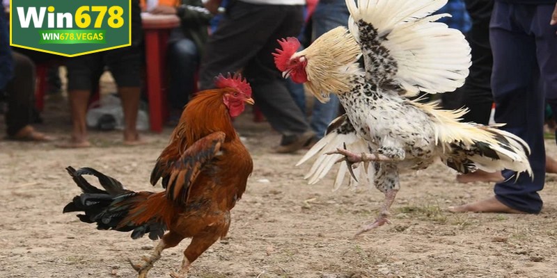 Lý do nhiều người chơi lựa chọn đá gà cựa dao để trải nghiệm giải trí