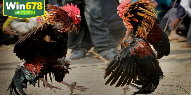 Bí quyết tham gia cược đá gà cựa dao luôn thắng từ cao thủ