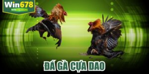 Đá Gà Cựa Dao