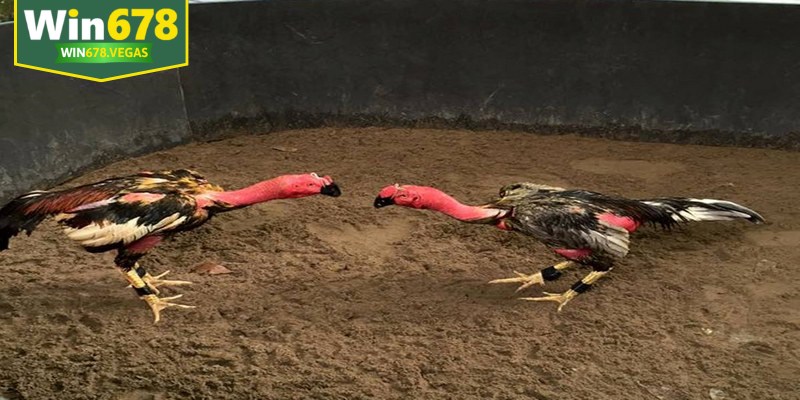 Đá gà đòn là loại hình giải trí truyền thống, rất được ưa chuộng tại Việt Nam