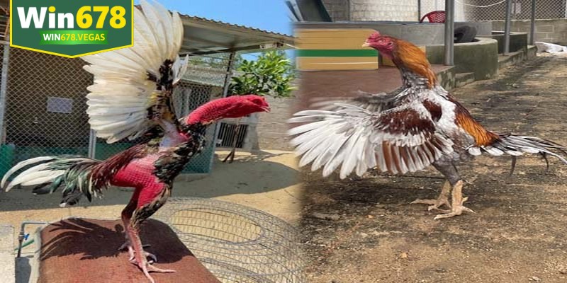 Hình thể chiến kê tham gia đá gà đòn và gà cựa có sự khác biệt rõ rệt