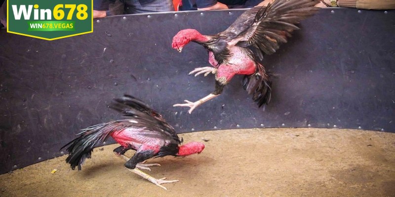 Lối đá và chiến thuật chính là điểm phân biệt rõ nét giữa đá gà đòn và gà cựa