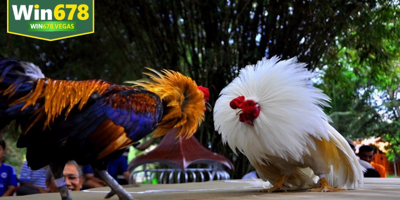 Cách chọn chiến kê tham gia đá gà tre chuẩn xác, hiệu quả