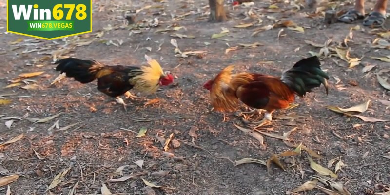 Bật mí kinh nghiệm cá cược thi đấu gà tre dễ dàng thắng lớn