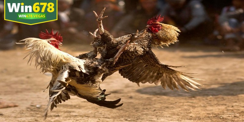 Các loại hình đá gà phổ biến tại nền tảng WIN678